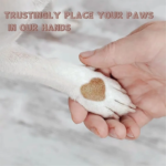 Dog Nail File, Nail File for Dogs, Scratch Square for Dogs Stress Free Nail File,Dog Grinding Paw Tool Safe Not Hurt the Paws - Image 5
